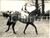 Fotografia d epoca originale 1958 AINTREE Grand National Steeplechase  M. McCOURT riding horse TIBERETTA 1