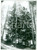 Fotografia d epoca originale 1982 STATALE del TONALE e della MENDOLA  Bosco di abeti sul monte Penegal Foto 1