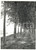 Fotografia d epoca originale 1973 Sentiero alberato per FERRARA  Fotografia ARTISTICA 13x18 cm 1