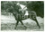 1956 EPSOM DERBY - IPPICA Purosangue LAVANDIN vincitore della corsa *Foto 18x13