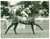 1955 EPSOM DERBY Scobie BREASLEY galloping *Photo 20x15