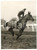 1956 CHELTENHAM Gold Cup - BRAMBLE TUDOR ridden by Dick CURRAN *Photo 15x20
