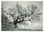 1977 RIETI Massiccio del Terminillo - Albero innevato - Foto 18x13 cm Fotografia d'epoca con didascalia manoscritta al verso.  FAIR/discreto Lievi smussature agli angoli, lievi difetti di stampa Formato: 18x13 cm originale e autentica 1