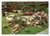Cartolina originale da collezione 1961 TORINO Esposizione Internazionale FIORI DEL MONDO Cartolina VINTAGE FG NV 1