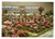 Cartolina originale da collezione 1961 TORINO Esposizione Internazionale FIORI DEL MONDO Cartolina VINTAGE FG NV 1
