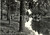 Cartolina originale da collezione 1960 ca MILANO Veduta di ruscello del PARCO LAMBRO  Cartolina ANIMATA FG NV 1
