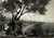 Cartolina originale da collezione 1954 ALBISSOLA MARINA SV Veduta panoramica paese e spiaggia Cartolina FG VG 1