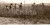 Fotografia d epoca originale 1930 ca CAMPAGNA GENOVESE? Contadini alla battaglia del grano Fotografia 1