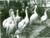 Fotografia d epoca originale 1941 MILANO Giardino zoologico Pellicani nel recinto della foca Foto cm 9x6 1