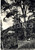 Cartolina originale da collezione 1958 VALLOMBROSA SALTINO Faggio santo e Paradisino FG 1