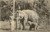 Cartolina originale da collezione 1930 ca COLOMBO CEYLON Elefante con cucciolo FP NV 1