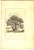 Stampa, bozzetto originale 1800 ca VOYAGE DANS L INTERIEUR DE LA CHINE Arbre à  pain de singe Gravure 1