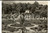 Cartolina originale da collezione 1960 TONFANO / MARINA DI PIETRASANTA LU Veduta dei giardini Cartolina FG VG 1