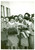 Fotografia d'epoca originale 1939 MILANO Allieve apicoltura scuola agraria CIMIANO *Fotografia 1