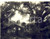 Fotografia d epoca originale 1940 ca AOI Medio BUBASCI SOMALIA L albero dei sultani dei Mohamed ZUBER Foto 1