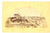 Fotografia d epoca originale 1910 ca UTOPIA  La città industriale ideale Foto da disegno 17x11 1