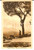 Cartolina originale da collezione 1920 ca COSTUMI ABRUZZO Donna al pascolo con GRAN SASSO sullo sfondo *Cartolina 1