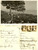 Autografo originale 1931 BORDIGHERA IM Autografo Katie MUSY ROGGERO Cartolina veduta panoramica 1