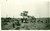 Fotografia d epoca originale 1935 ca TRIPOLI LIBIA Flora desertica regione GHIBLA Foto ANIMATA 1