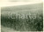 Fotografia d epoca originale 1930 ca AGRO REATINO Campi di frumento precoce DAMIANO Fotografia 1