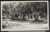 Fotografia d epoca originale 1937 Ulivi nelle campagne di ALGERI  REAL PHOTO cm 13,5 x 8,5 1