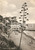 Cartolina originale da collezione 1957 BOGLIASCO GE Panorama della spiaggia ANIMATA Cartolina FG VG 1