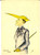 Cartolina originale da collezione 1940 ca SATIRA L elegante gagà Cartolina ILLUSTRATA Firma EA  FG NV 1