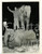 1955 LONDON Robert BEATTY takes control of two elephants of the circus *Foto  Fotografia d'epoca con didascalia coeva al verso. CONDIZIONI: GFORMATO: 15x20 cm     originale e autentica 1