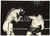 1954 TRIPOLI BOXE Incontro Tiberio MITRI - Kid GAMERO *Foto 18x13 cm Fotografia d'epoca, con didascalia coeva al verso.  CONDIZIONI: G FORMATO: 18x13 cm    originale e autentica 1