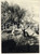 Fotografia d epoca originale 1965 ca Area di TARQUINIA Lavoro in un uliveto  Fotografia 8x11 cm 1