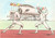 Cartolina originale da collezione 1960 ROMA XVII OLIMPIADE Scherma PALAZZO CONGRESSI Ill. ZURLI Cartolina 3 1