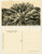 Cartolina originale da collezione 1930 ca C. ZAGOURSKI «L Afrique qui disparaît» Caféier en fleurs Postcard 1