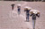 MAY 1963 Life in China - rice crops *35mm vintage slide 9 Diapositiva originale, in formato 35 mm.Per i diritti rivolgersi a ICharta.ICharta mette in vendita, sul negozio eBay e in esclusiva sul sito "icharta" il proprio archivio composto da numerose diapositive e negativi fotografici d'epoca, tutti originali e autentici.Si tratta di uno sguardo inedito sull'attualità, la politica, la vita quotidiana, il gossip e la cultura, che fotografa il cambiamento della nazione (e non solo) tra il 1890 ed il 1990 circa. Un'occasione unica per il mercato del collezionismo, che vede finalmente disponibile un archivio eccezionale per vastità, tematiche e condizioni, in un settore (il negativo fotografico e la diapositiva) di assoluta novità e dalle interessanti prospettive di investimento. CONDIZIONI:FAIR/discretoFORMATO: 35mm originale e autentica 1