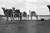 Fotografia d epoca originale 1920? AFRICA HAMPTON WILDMAN PARKER S EXPEDITION Negativo originale 9 1