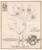 Stampa, bozzetto originale 1970 ca PADOVA Famiglia STOPPATO  Albero genealogico ceppo originario 1