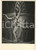 Fotografia d epoca originale 1955 ca ITALIA DANZA  Luciana NOVARO in scena  Foto 13x18 cm 1