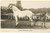 Cartolina originale da collezione 1930 ca FRANCE CHEVAUX Jument boulonnaise adulte Photo postcard RPPC A. CHAMBRY 1