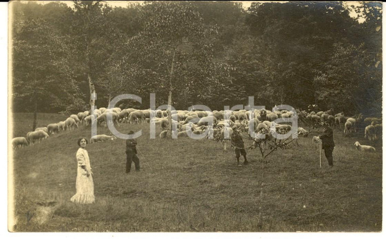 1912 Area di MARCHIROLO Famiglia PELLA con pecore al pascolo - Foto cartolina