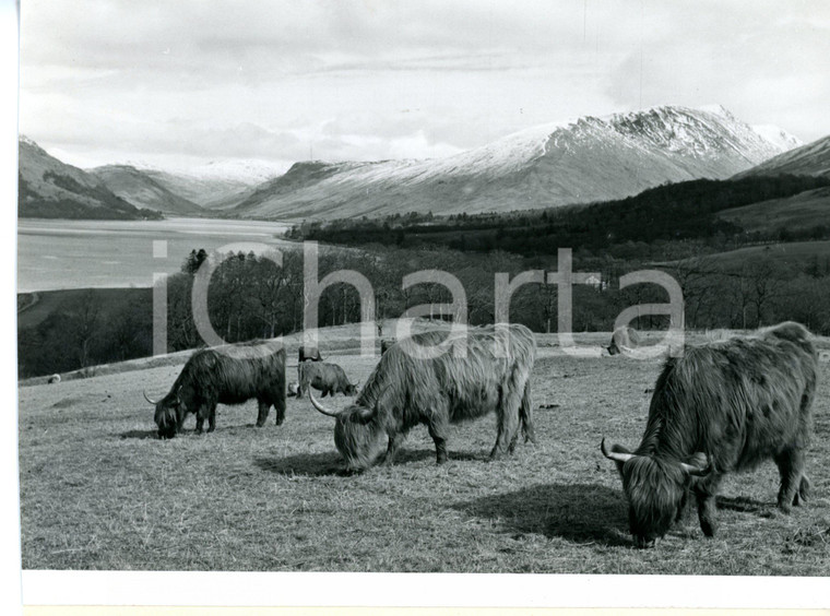 1957 ARGYLLSHIRE Highland Cattle grazing on the shores of Loch Fyne *Foto 20x14