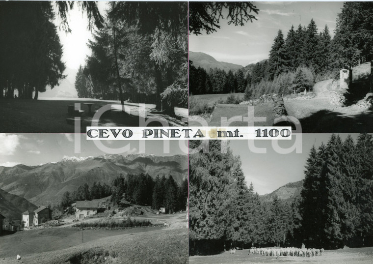 1960 ca PINETA DI CEVO (BS) Vedutine - Bozzetto per cartolina 30x21 cm