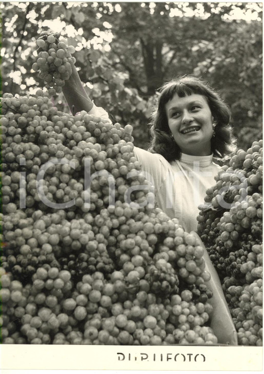 1954 MILANO Giardini pubblici - Giovane vendemmiatrice alla FESTA DELL'UVA *Foto
