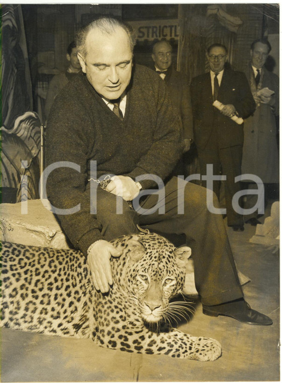 1961 LONDON Sadler's Wells Theatre - Tenor Charles CRAIG petting a leopard 