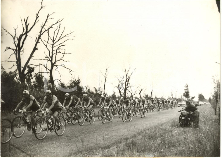 1955 CYCLISME - TOUR DE FRANCE - Le peloton s'étirant dans la pinède landaise