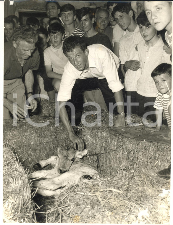 1966 GROPPELLO D'ADDA Gianni MOTTA con il vitellino Maglia Rosa *Foto 18x24 cm