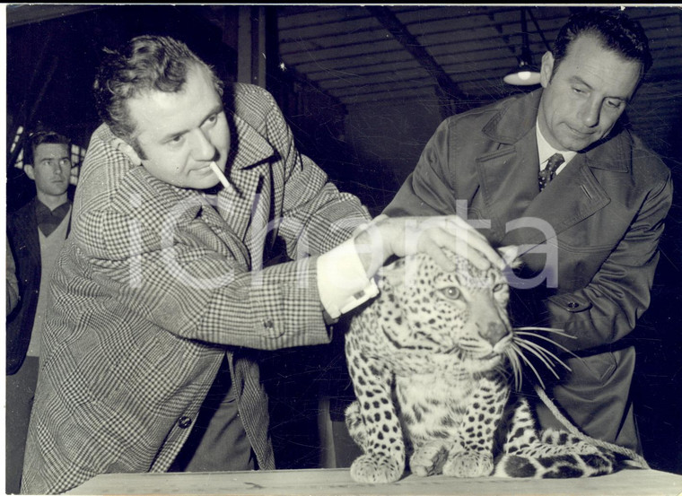 1959 PARIS Jean RICHARD riceve un cucciolo di pantera per il suo zoo *Foto