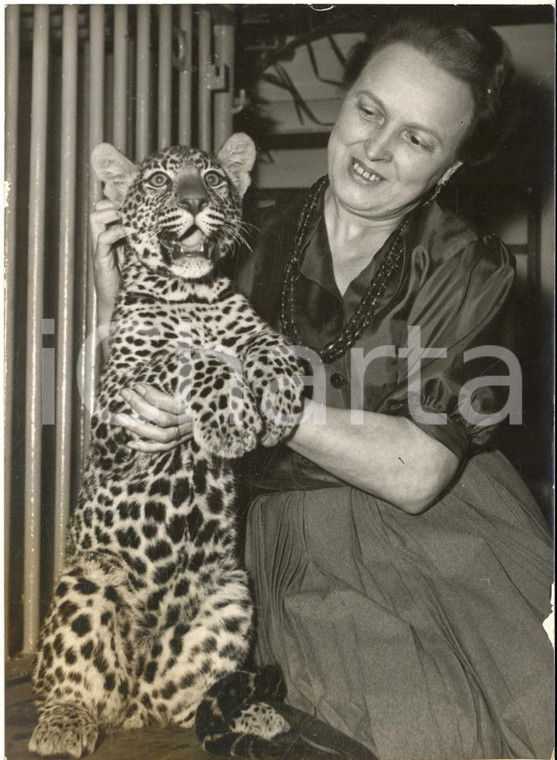 1955 ca PARIS Exposition féline du CAT CLUB - Panthère du Soudan *Photo 13x18 cm