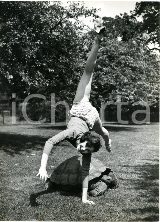 1953 WHIPSNADE ZOO - Lydia BARTON making cartwheel over a giant tortoise *Photo