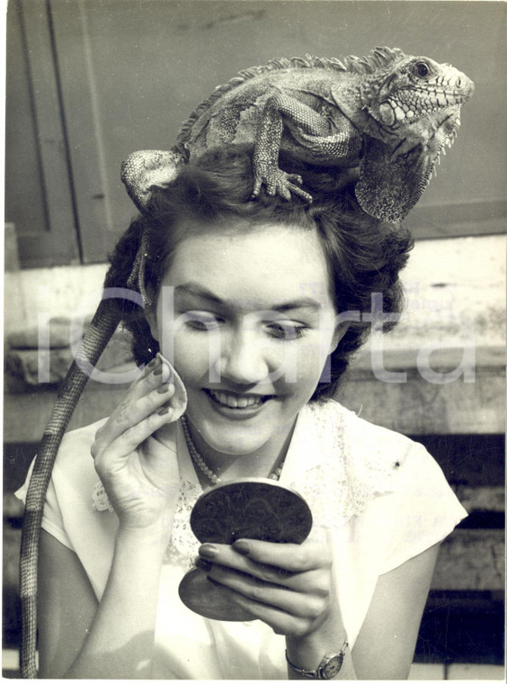 1953 BRISTOL ZOO Kathleen LONG with her iguana perched on her head *Photo 15x20