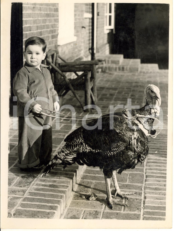 1952 CHESHAM Bury Farm - Two-years old Andrew HASLEHURST with his turkey *Photo