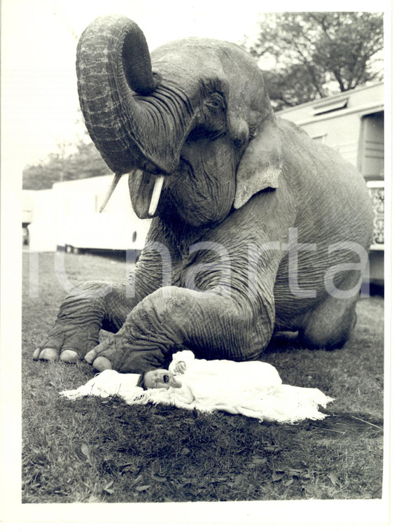 1961 NEWCASTLE Circus elephant BIRMA with little Davida christened *Photo 15x20